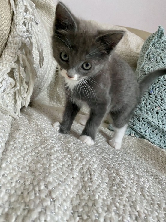 Pedigree Ragdoll Kittens kittens