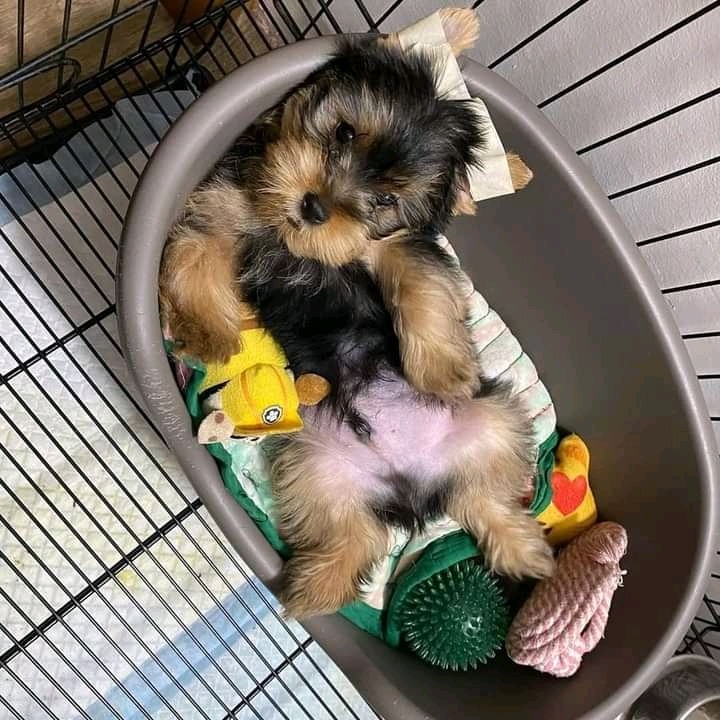 GORGEOUS MALE AND FEMALE YORKIE PUPPIES