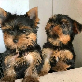 GORGEOUS MALE AND FEMALE YORKIE PUPPIES