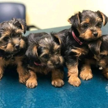 GORGEOUS MALE AND FEMALE YORKIE PUPPIES