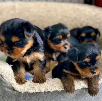 GORGEOUS MALE AND FEMALE YORKIE PUPPIES