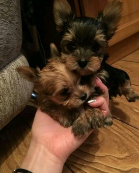 GORGEOUS MALE AND FEMALE YORKIE PUPPIES