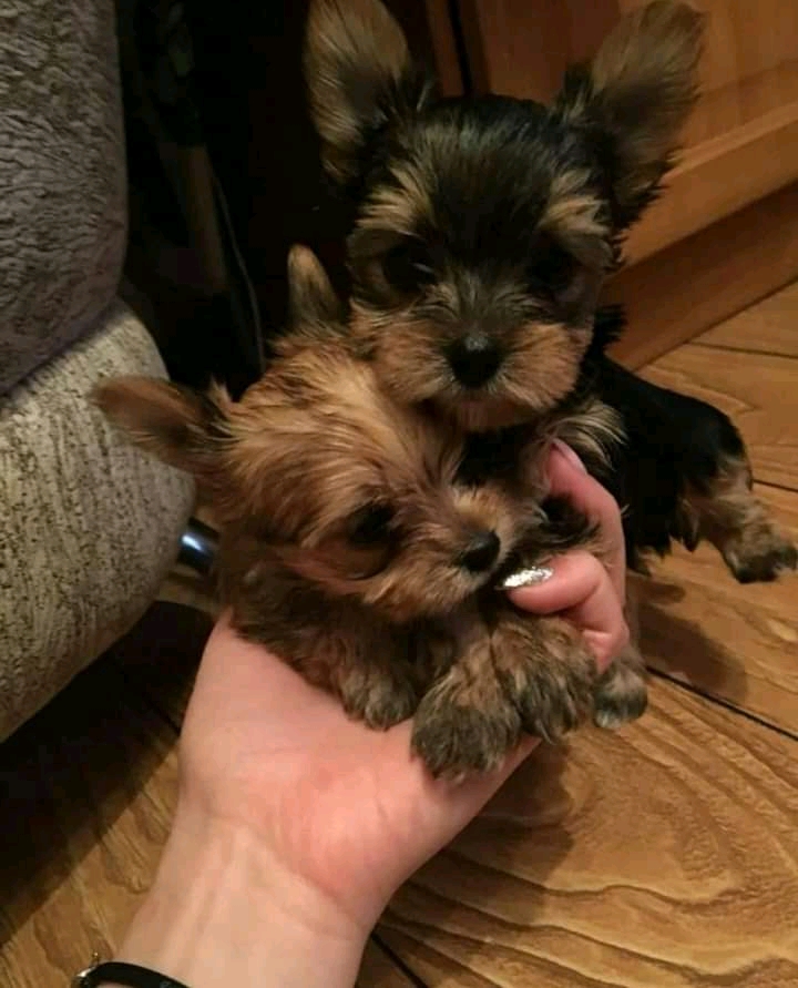 GORGEOUS MALE AND FEMALE YORKIE PUPPIES