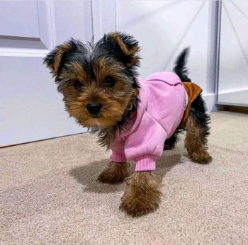 GORGEOUS MALE AND FEMALE YORKIE PUPPIES