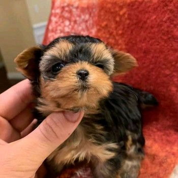 GORGEOUS MALE AND FEMALE YORKIE PUPPIES