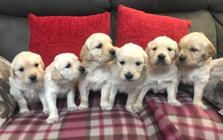 Golden Retriever Pups