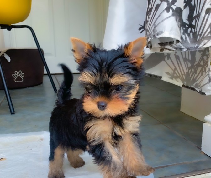 Yorkshire Terrier Puppies