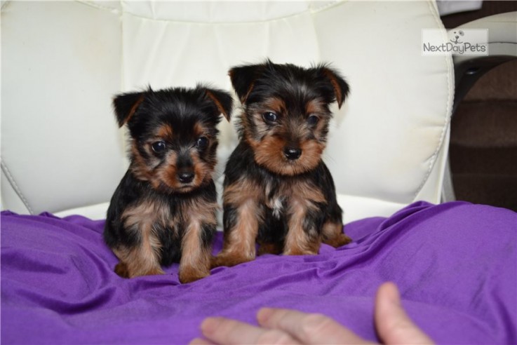 Yorkshire Terrier Puppies