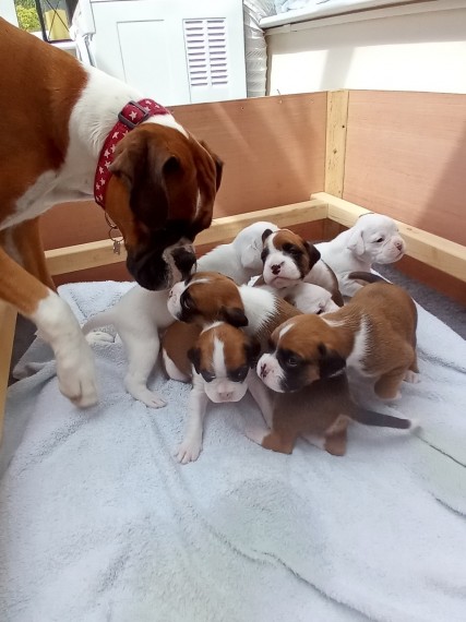 Beautiful Boxer Puppies