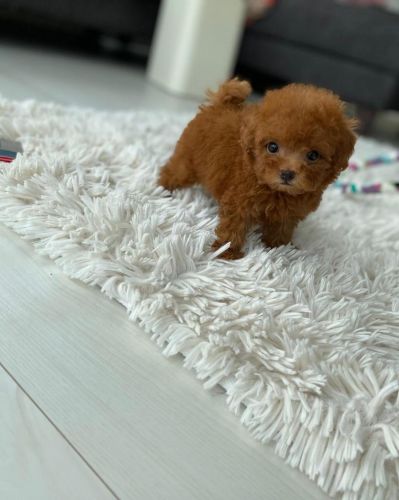 Toy Poodle