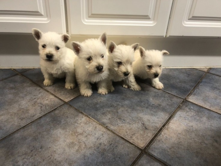 West Highland Terrier  Puppies