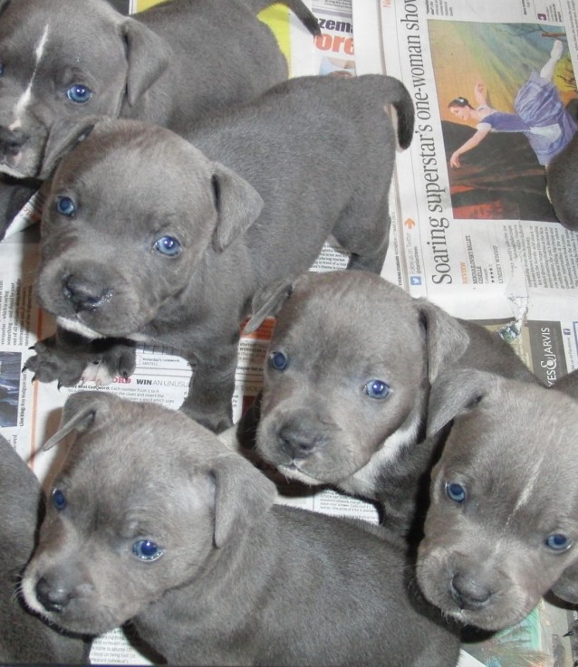 Blue Staffordshire Bull Terrier Puppies