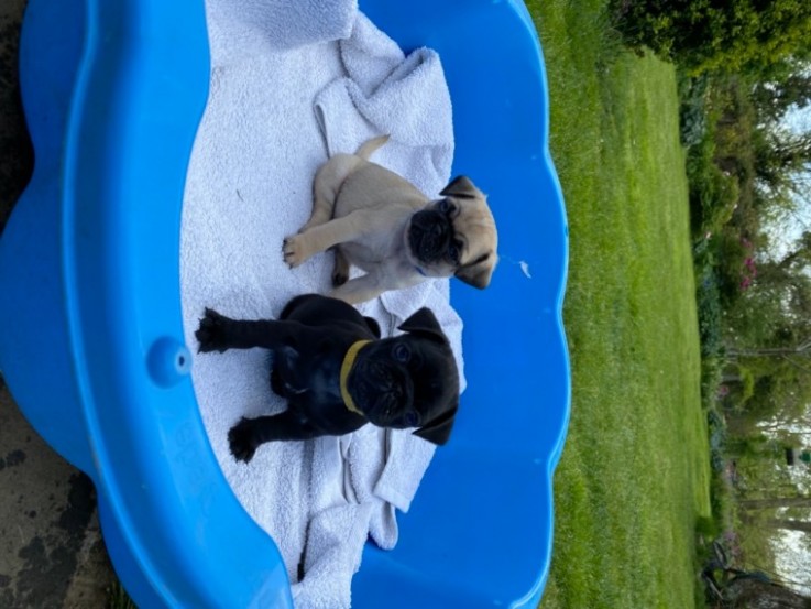  pugs  Puppies