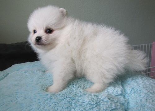 Pomeranian Puppies  Available 