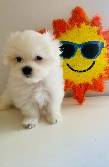  Maltese Puppies