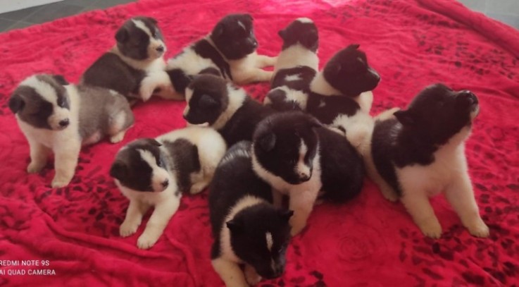 American Akita Puppies