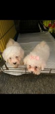 Bichon Frise Pup