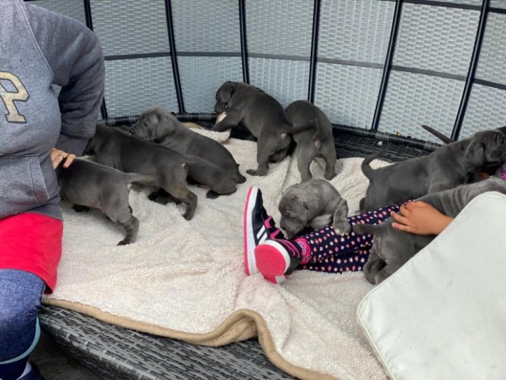 Cane Corso Pups