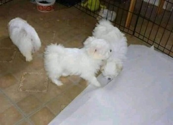 Adorable Maltese puppies