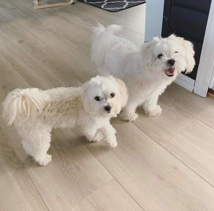 Adorable Maltese puppies