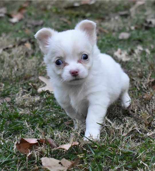 Lovely Chihuahua Puppies Available