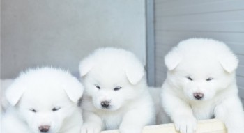 White Akita puppies  for sale