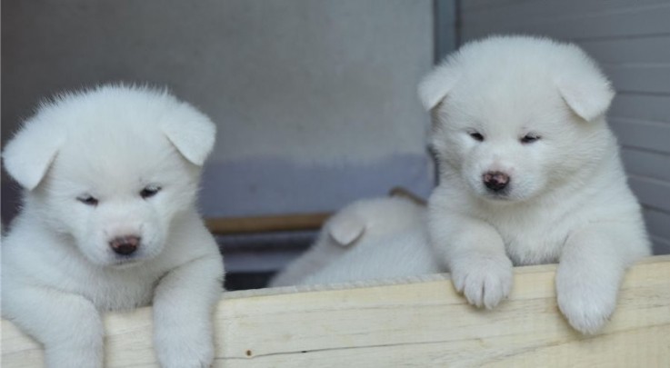 White Akita puppies  for sale