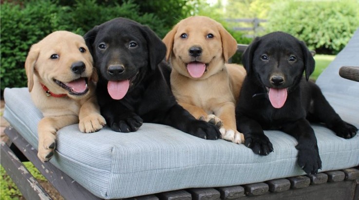 Labrador Retriever puppies for sale