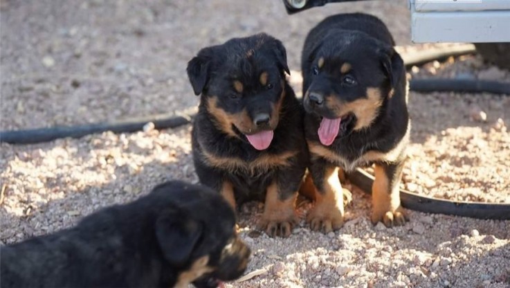 Rottweiler puppies for sale