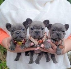 Blue French Bulldog puppies for sale