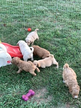 Labradoodle Puppies for sale