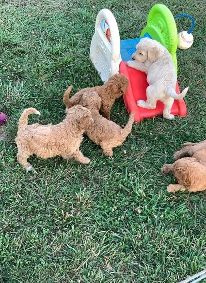 Labradoodle Puppies for sale