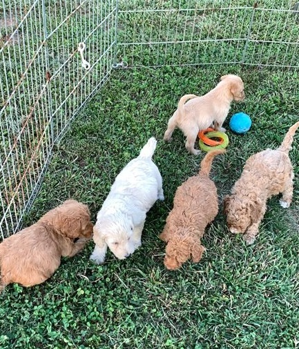 Labradoodle Puppies for sale