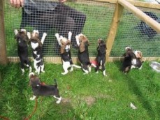 Beagle puppies for sale.