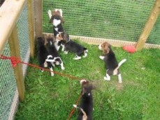 Beagle puppies for sale.