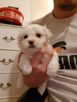 Cute and Adorables Maltese