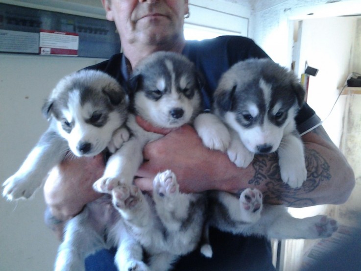 Cute Siberian Husky Puppies