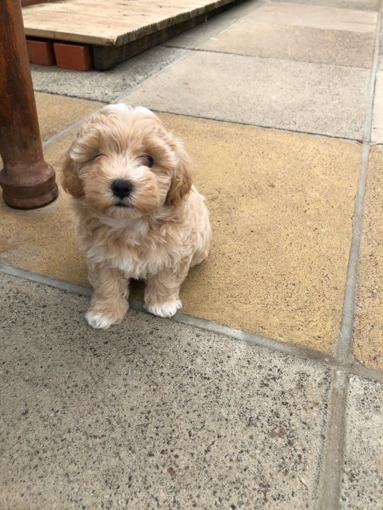 Cute and Adorables Maltipoo