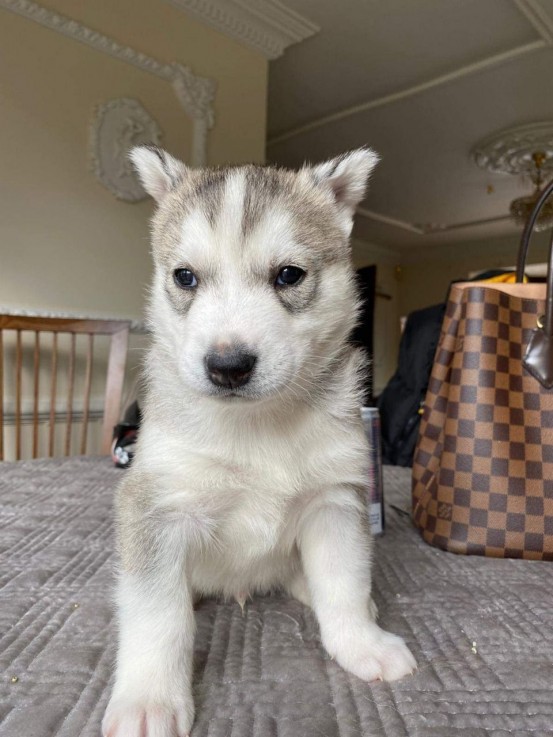 Cute Siberian Husky Puppies