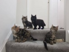 Maine Coon Kittens available now.