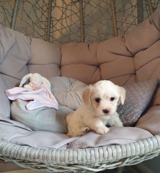 Maltese puppies for sale 