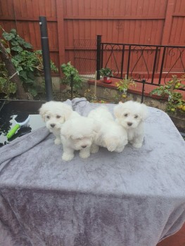 Maltese puppies for sale 