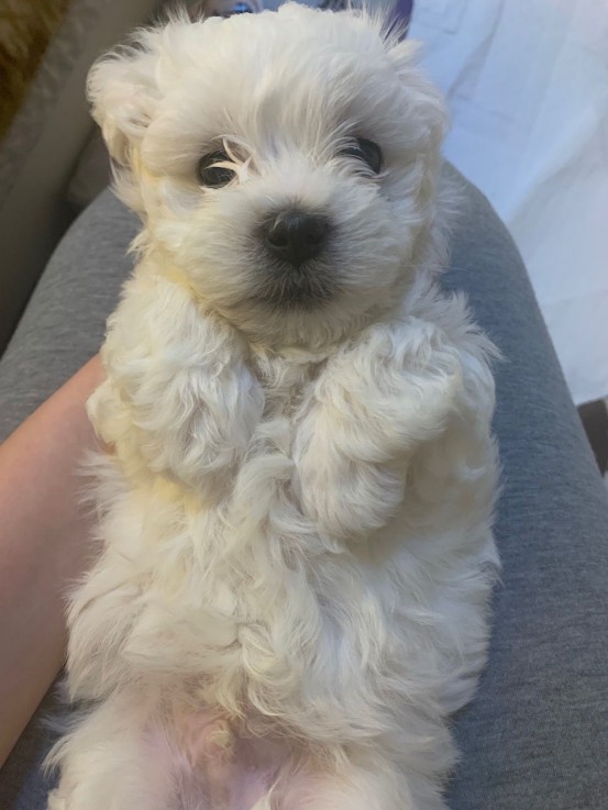 Maltese puppies for sale 