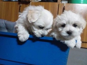 Maltese puppies for sale 