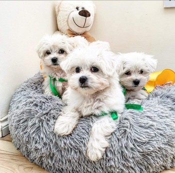 Maltese puppies for sale 