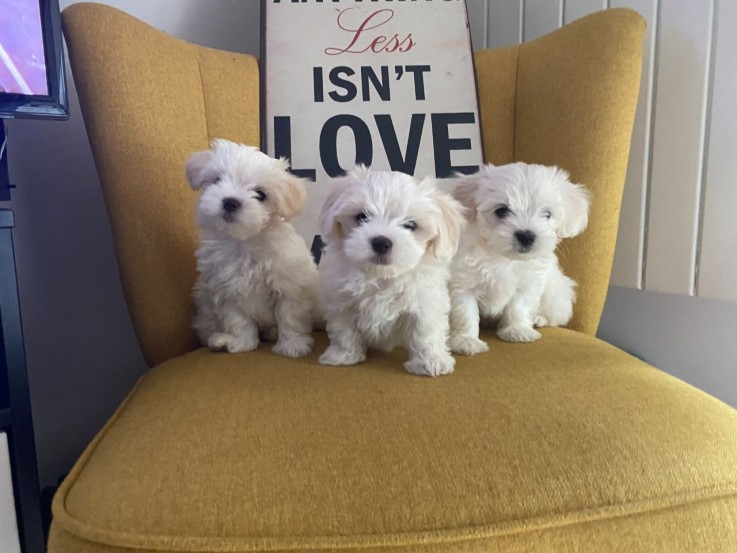 Maltese puppies for sale 