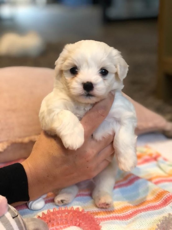 Maltese puppies for sale 