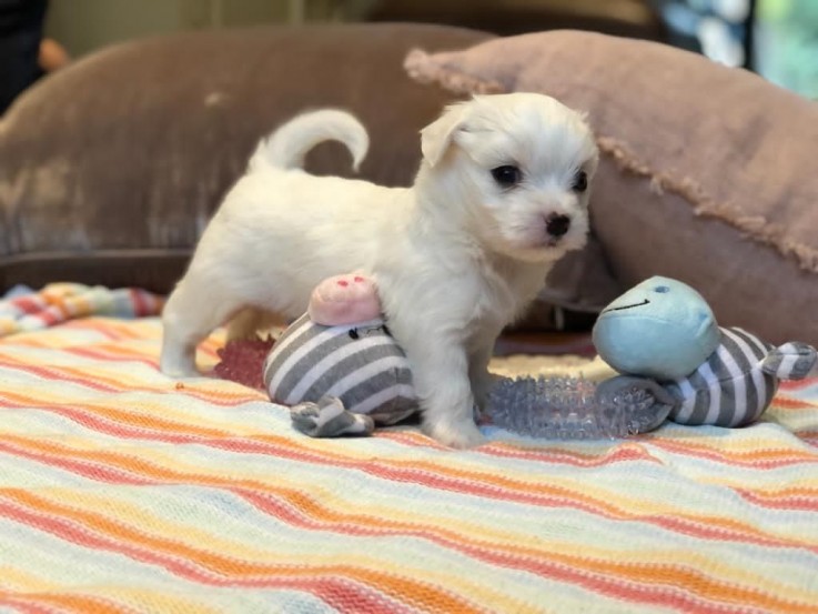 Maltese puppies for sale 