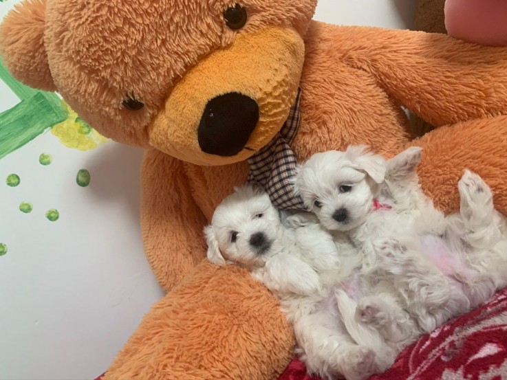 Maltese puppies for sale 