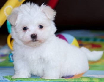 Maltese puppies for sale 